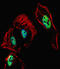 HAP antibody, 59-680, ProSci, Immunofluorescence image 