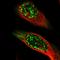 Melanoma-associated antigen 4 antibody, HPA021942, Atlas Antibodies, Immunofluorescence image 