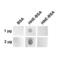 4-Hydroxy-2-hexenal antibody, SMC-537D-ALP, StressMarq, Dot Blot image 