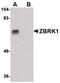 Zinc Finger Protein 350 antibody, PA5-20614, Invitrogen Antibodies, Western Blot image 