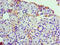 Ribosomal Protein L30 antibody, CSB-PA020225DA01HU, Cusabio, Immunohistochemistry frozen image 