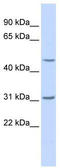 EEF1A Lysine Methyltransferase 2 antibody, TA331027, Origene, Western Blot image 