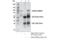 SATB Homeobox 2 antibody, 39229S, Cell Signaling Technology, Immunoprecipitation image 