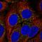 Calcium Binding Protein 39 Like antibody, HPA045954, Atlas Antibodies, Immunofluorescence image 