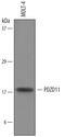 PDZ Domain Containing 11 antibody, AF5977, R&D Systems, Western Blot image 