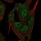 5'-Nucleotidase, Cytosolic IIIA antibody, NBP2-38124, Novus Biologicals, Immunocytochemistry image 