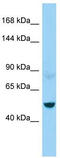 Nfm antibody, TA331275, Origene, Western Blot image 