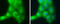 STE20 Like Kinase antibody, GTX131438, GeneTex, Immunofluorescence image 