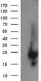 RAB37, Member RAS Oncogene Family antibody, TA505309BM, Origene, Western Blot image 