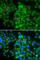 LIM Domain Only 4 antibody, A7268, ABclonal Technology, Immunofluorescence image 