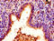 Histone Cluster 1 H1 Family Member E antibody, LS-C670379, Lifespan Biosciences, Immunohistochemistry paraffin image 