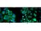 p65 antibody, NBP1-77815, Novus Biologicals, Immunocytochemistry image 