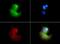 VLDL receptor antibody, MA5-24790, Invitrogen Antibodies, Immunofluorescence image 