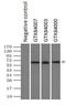 Nuclear Receptor Binding Protein 1 antibody, GTX84007, GeneTex, Immunoprecipitation image 