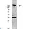Collagen Type XI Alpha 1 Chain antibody, LS-C814154, Lifespan Biosciences, Western Blot image 