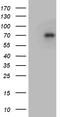 Growth factor receptor-bound protein 10 antibody, TA812343, Origene, Western Blot image 