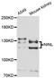 Ninein-like protein antibody, A08634, Boster Biological Technology, Western Blot image 