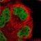 NFKB Activating Protein antibody, NBP1-82117, Novus Biologicals, Immunofluorescence image 