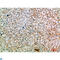 PCIF1 antibody, LS-C813554, Lifespan Biosciences, Immunohistochemistry paraffin image 