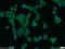 FIP-3 antibody, 18474-1-AP, Proteintech Group, Immunofluorescence image 