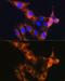 CD13 antibody, GTX64331, GeneTex, Immunofluorescence image 