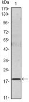 IL-6 antibody, abx015895, Abbexa, Enzyme Linked Immunosorbent Assay image 