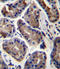 H7 antibody, LS-C161279, Lifespan Biosciences, Immunohistochemistry frozen image 