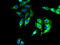 DnaJ Heat Shock Protein Family (Hsp40) Member B14 antibody, A66234-100, Epigentek, Immunofluorescence image 