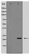 BCL2 Like 11 antibody, TA347958, Origene, Western Blot image 