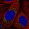 Mitochondrial Ribosomal Protein S36 antibody, HPA056795, Atlas Antibodies, Immunocytochemistry image 