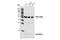 Autophagy Related 12 antibody, 2011S, Cell Signaling Technology, Western Blot image 