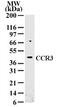 C-C Motif Chemokine Receptor 3 antibody, PA1-41377, Invitrogen Antibodies, Western Blot image 