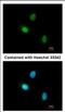 Hormonally Up-Regulated Neu-Associated Kinase antibody, NBP2-16904, Novus Biologicals, Immunofluorescence image 