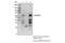 Occludin antibody, 91131S, Cell Signaling Technology, Immunoprecipitation image 