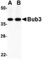 Eukaryotic Translation Initiation Factor 3 Subunit F antibody, orb5996, Biorbyt, Western Blot image 
