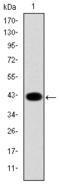 CK-19 antibody, AM06660SU-N, Origene, Western Blot image 
