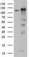 Importin 5 antibody, TA811928S, Origene, Western Blot image 