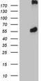 Proteasome 26S Subunit, ATPase 3 antibody, TA809805S, Origene, Western Blot image 