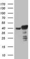 p53 antibody, TA805414S, Origene, Western Blot image 