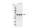 Nuclear Respiratory Factor 1 antibody, 69432S, Cell Signaling Technology, Western Blot image 