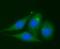 hVDAC1 antibody, FNab09385, FineTest, Immunofluorescence image 