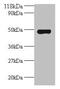 Arginine Vasopressin Receptor 1A antibody, CSB-PA15624A0Rb, Cusabio, Western Blot image 