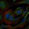 CRK Proto-Oncogene, Adaptor Protein antibody, GTX60488, GeneTex, Immunofluorescence image 