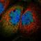 Hematopoietic Prostaglandin D Synthase antibody, NBP1-83322, Novus Biologicals, Immunofluorescence image 
