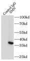 Survival motor neuron protein antibody, FNab08034, FineTest, Immunoprecipitation image 