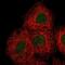 Docking Protein 7 antibody, NBP2-68794, Novus Biologicals, Immunofluorescence image 