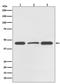 Dual Specificity Phosphatase 1 antibody, M02276, Boster Biological Technology, Western Blot image 