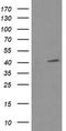 p38 MAPK antibody, TA505856S, Origene, Western Blot image 