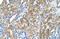 Vacuolar ATPase Assembly Factor VMA21 antibody, 31-351, ProSci, Immunohistochemistry frozen image 