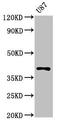 Opsin 1, Short Wave Sensitive antibody, orb401544, Biorbyt, Western Blot image 